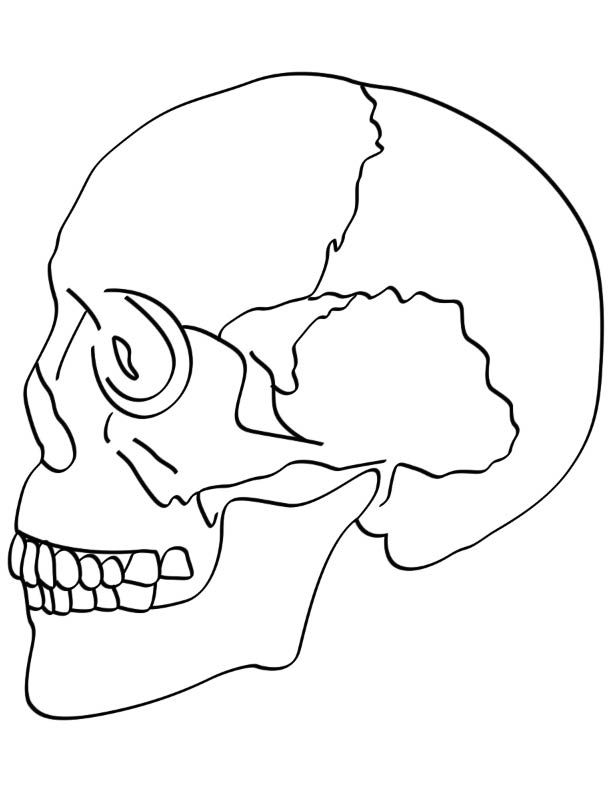 Skull bones coloring pages download free skull bones coloring skull coloring pages anatomy coloring book coloring pages