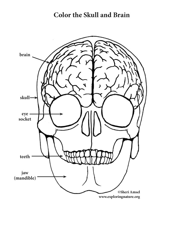 Brain and skull coloring page elementary