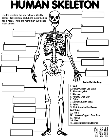 Human skeleton coloring page