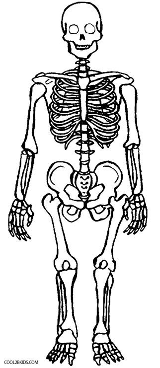 Printable skeleton coloring pages for kids coolbkids anatomy coloring book coloring pages fun anatomy