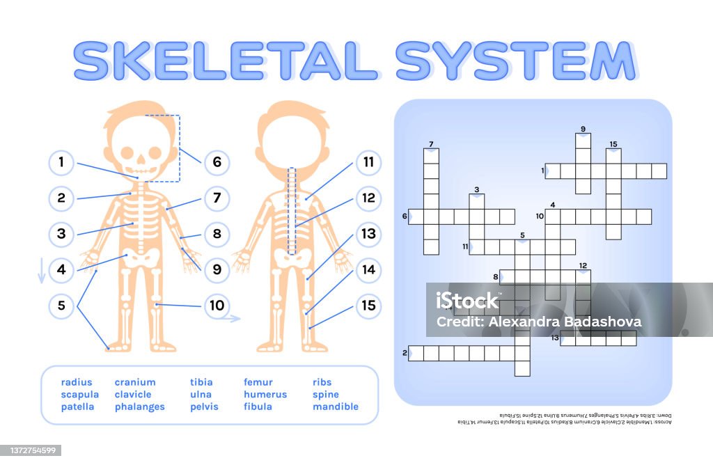Crossword puzzle for children skeletal system page from workbook print worksheet for anatomy and biology lesson flat color cartoon style white background vector image for education with kids stock illustration