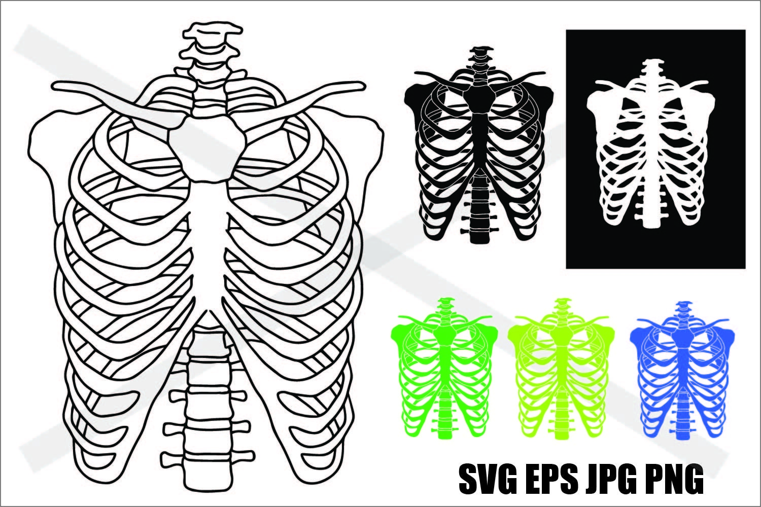 Skeleton ribcage