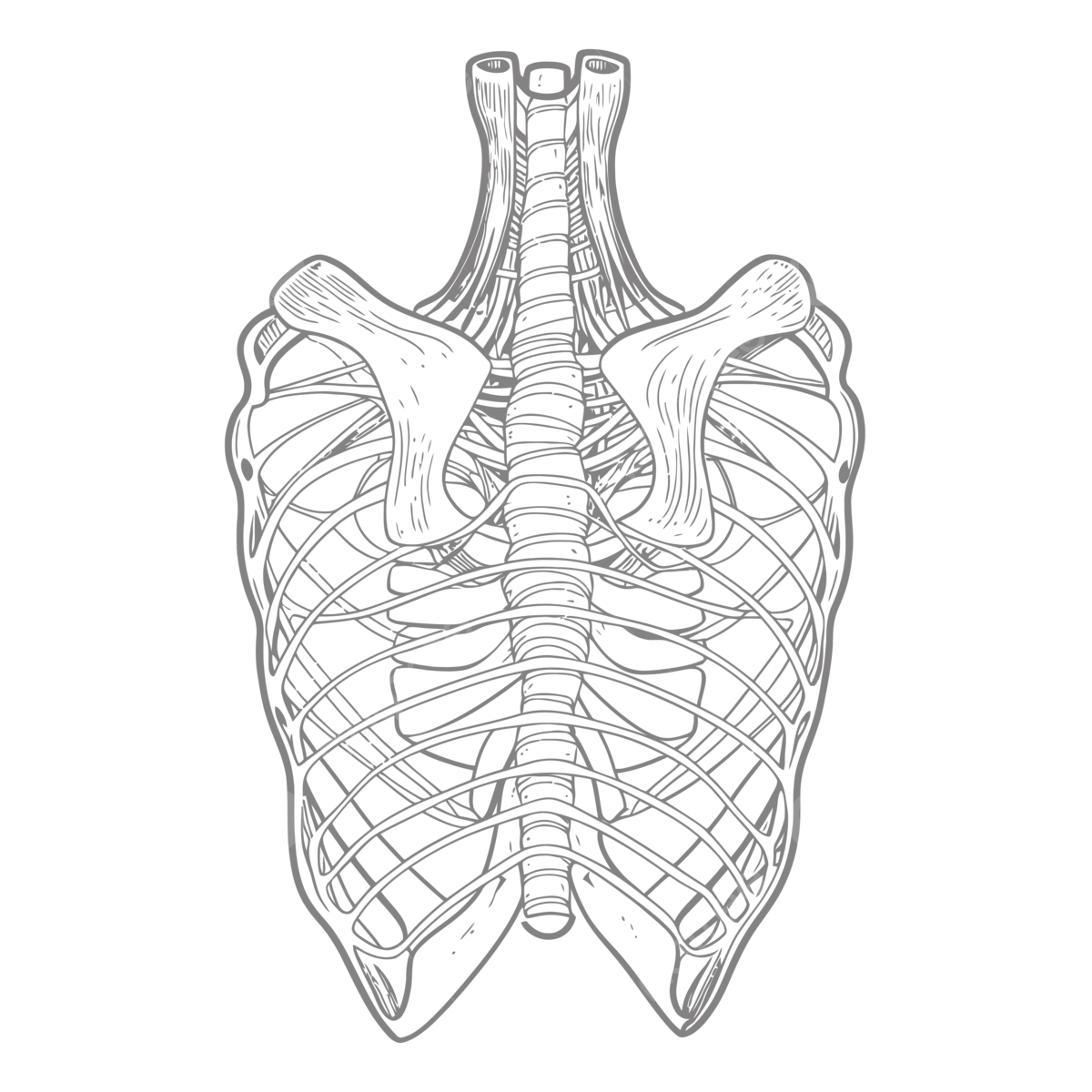 Free coloring image of the chest bone outline sketch drawing vector rib cage drawing rib cage outline rib cage sketch png and vector with transparent background for free download