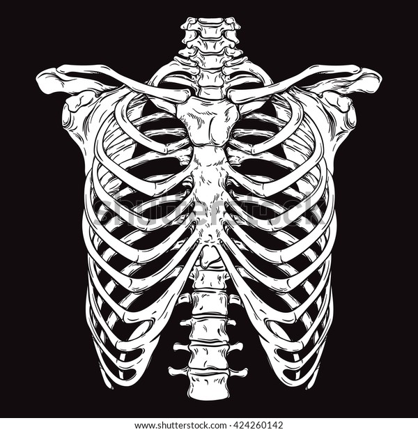 Rib cage drawing images stock photos d objects vectors