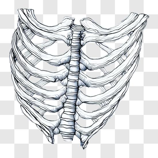 Download human rib cage anatomy and function png online