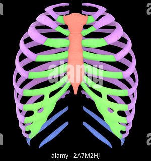 Human skeleton system rib cage anatomy stock photo