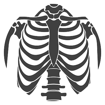 Premium vector rib cage icon human anatomy skeleton bones