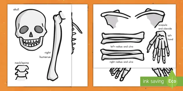 Skeleton print out nd grade resource usa