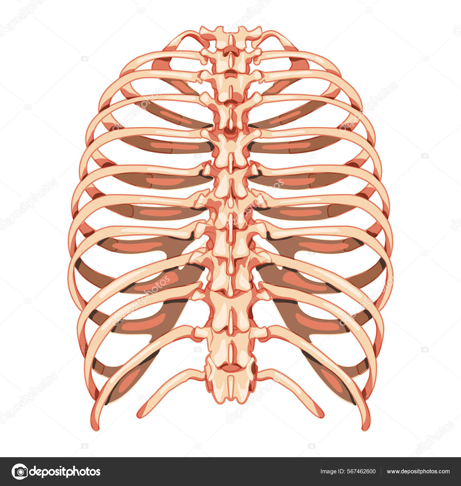 Rib cage skeleton human bones system back view realistic chest anatomically correct ribcage d flat color concept stock vector by katyagolovchyn