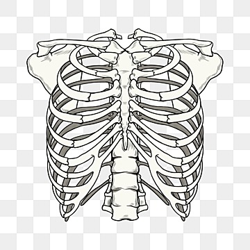 Rib cage png transparent images free download vector files