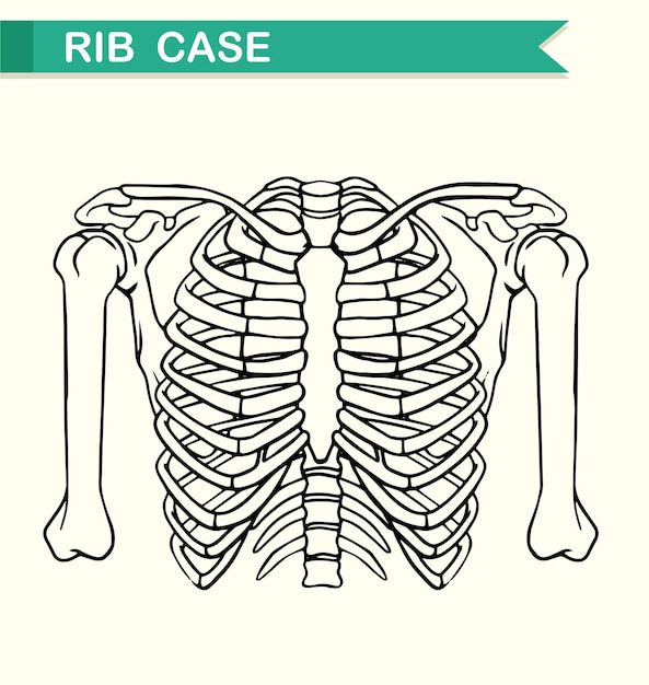 Skeleton rib images