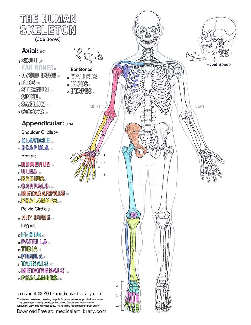 Human skeleton coloring page