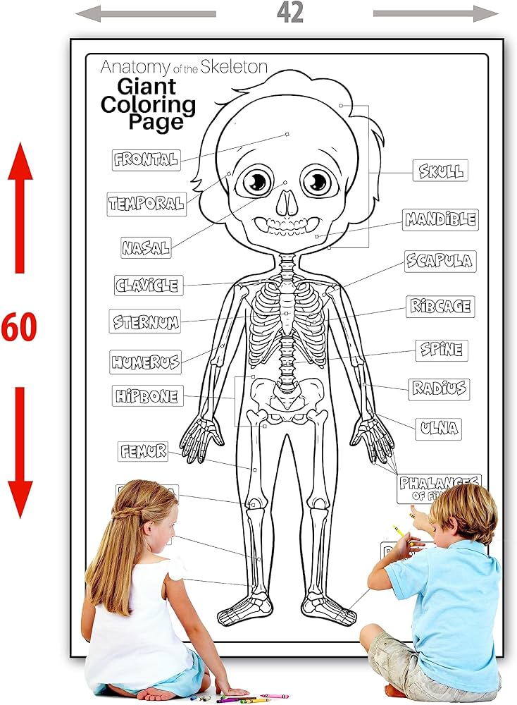 Human anatomy skeleton extra giant coloring page for kids young n refined x office products