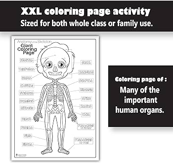 Human anatomy skeleton extra giant coloring page for kids young n refined x office products