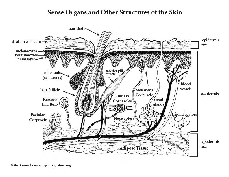 Sense ans of the skin coloring page