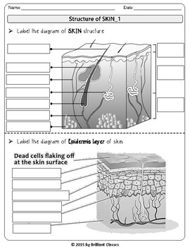 Skin labeling diagramreview research worksheets digital distance learning