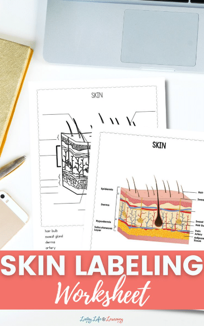 Skin labeling worksheet free homeschool deals