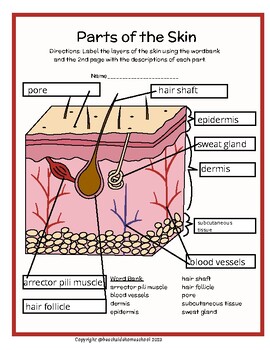 Rdththth skin layers parts labeling diagram