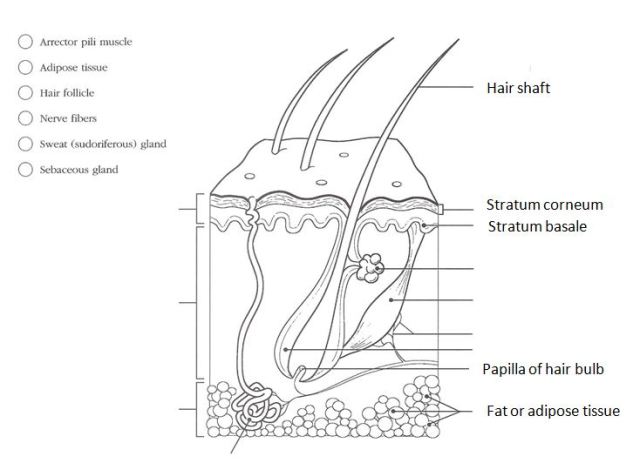 Video anatomy of a skin a sylvias h online resource