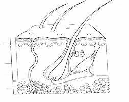 Label the skin diagram