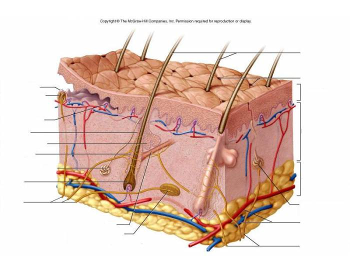 Skin labeling quiz