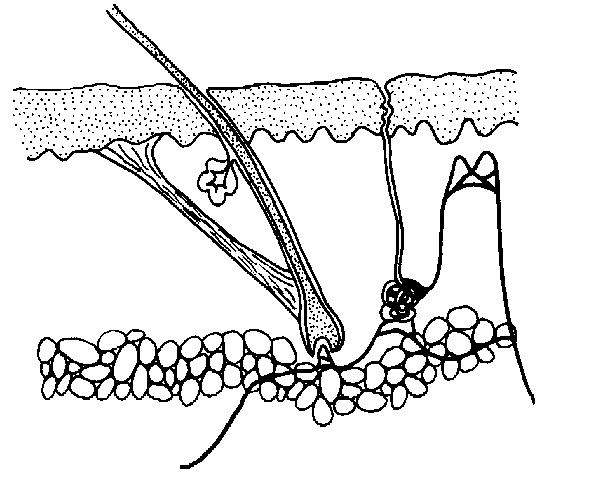 Skin worksheet