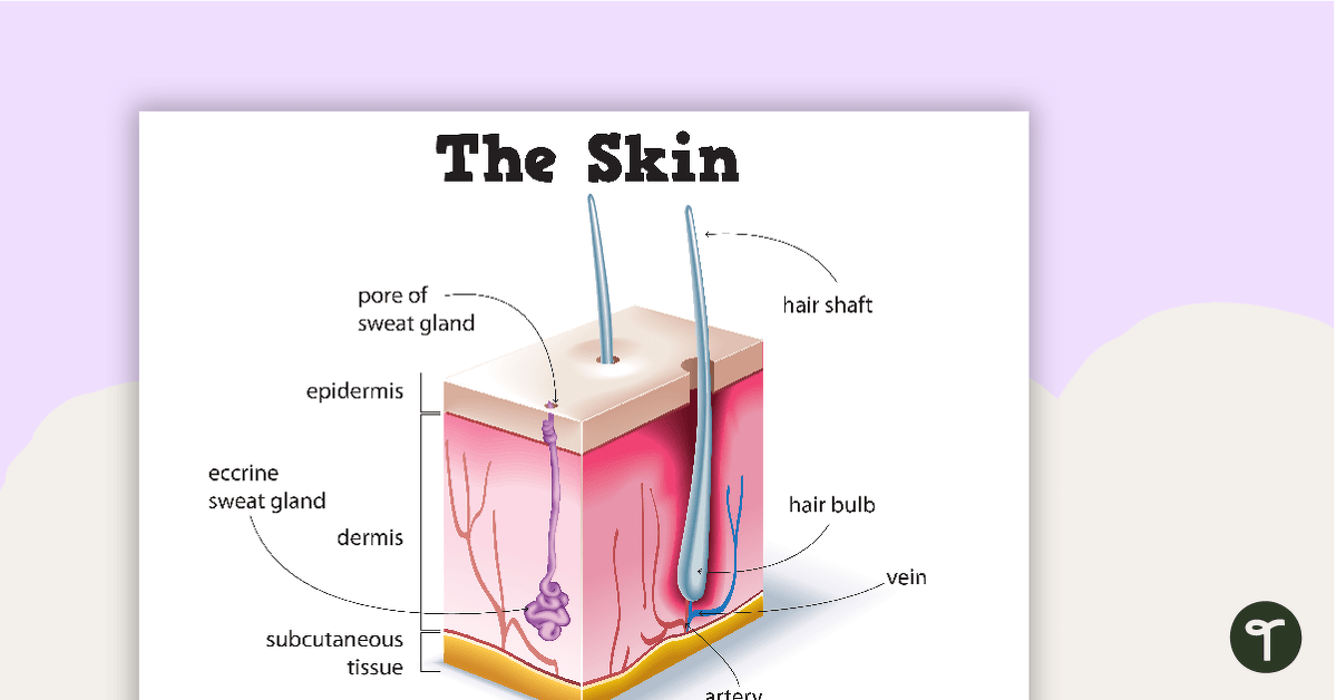 Skin diagram poster teach starter