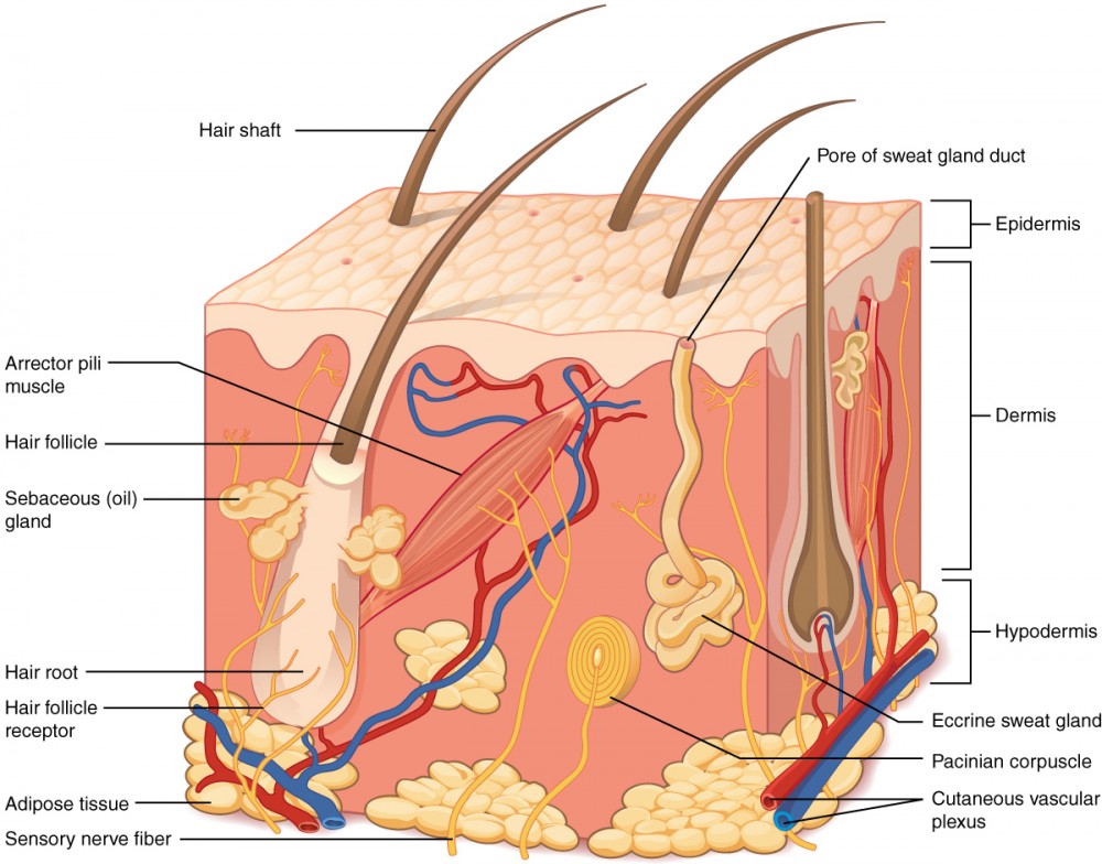 Layers of the skin anatomy and physiology i