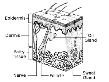 Skin diagram by stevens social studies tpt