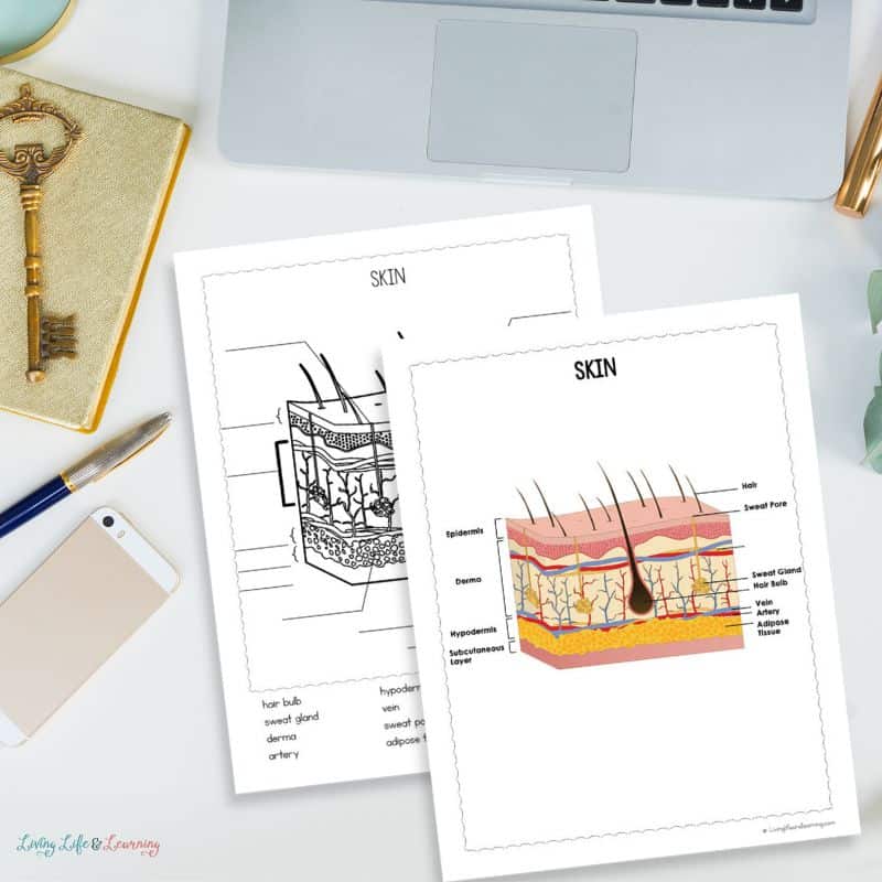 Skin labeling worksheet