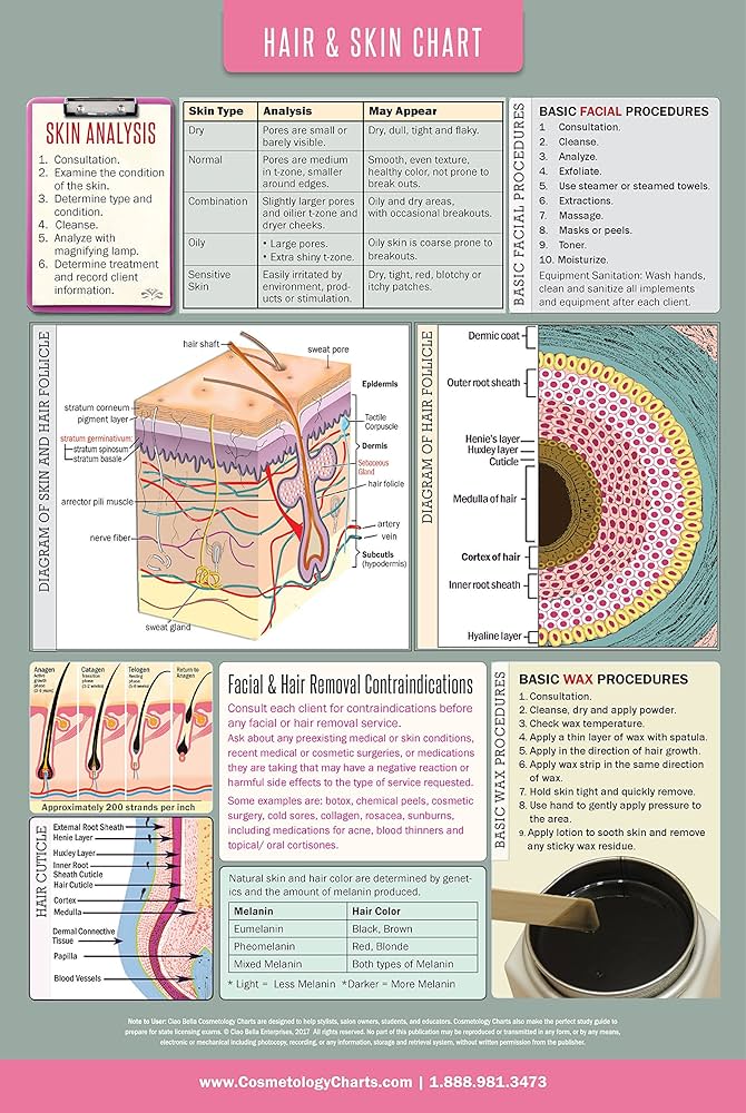 Educational salon skin care anatomical high gloss laminated poster x inch