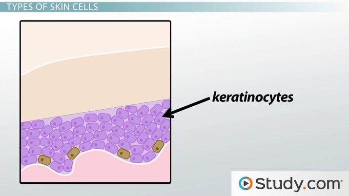 Human skin diagram structure function