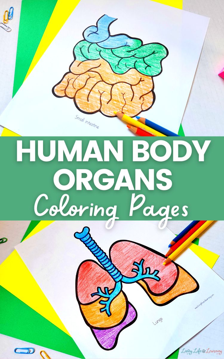 Human body organs printable coloring pages