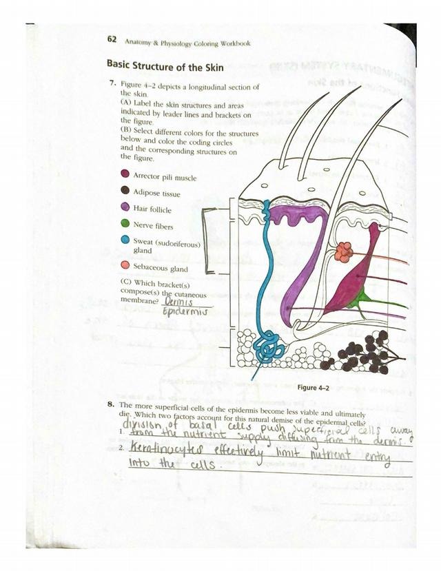 Anatomy physiology coloring workbook basic structure of the course hero