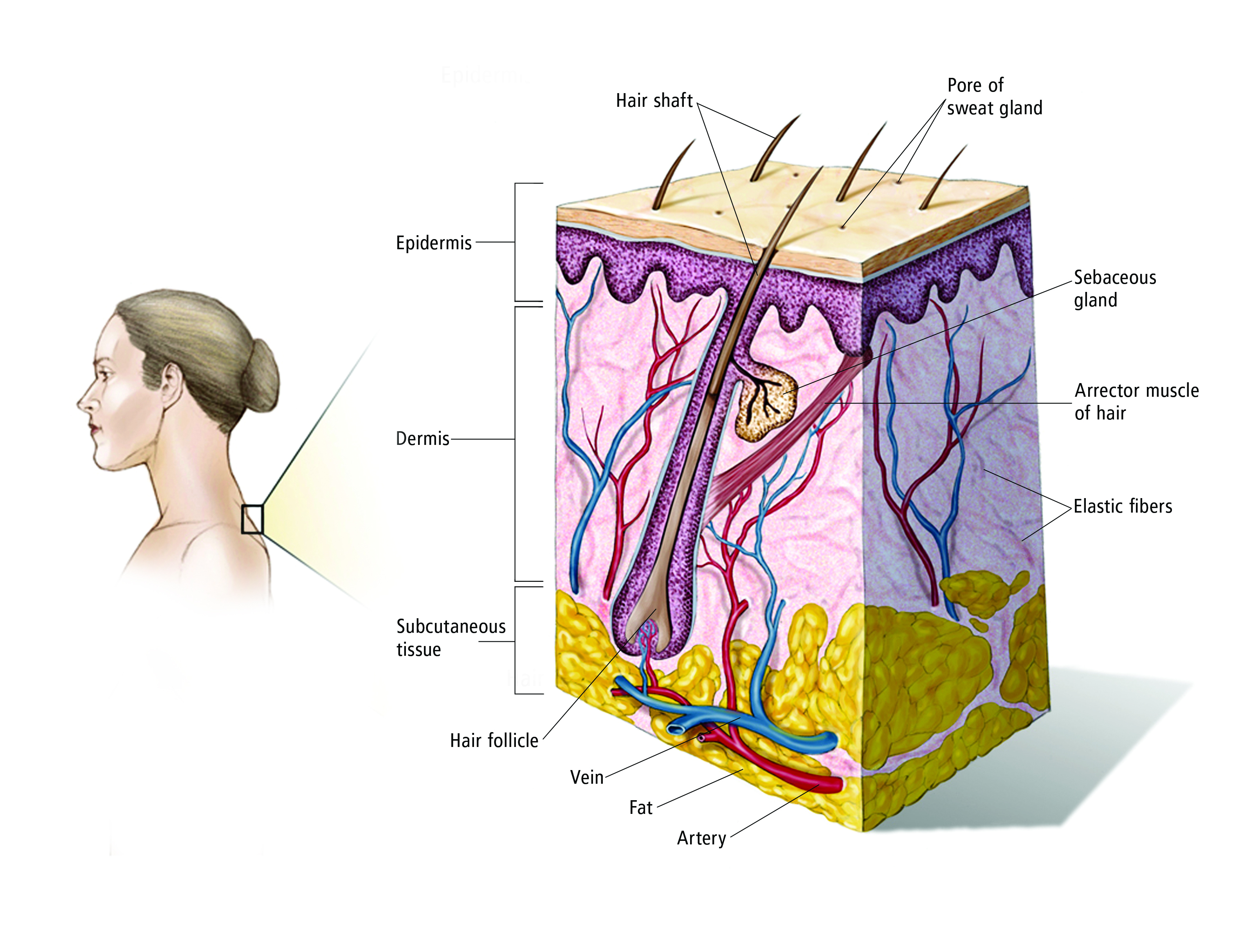 Melanoma introduction