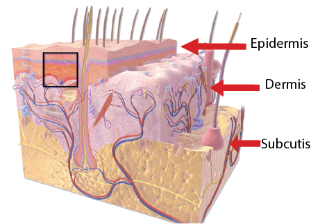 Human skin diagram structure function