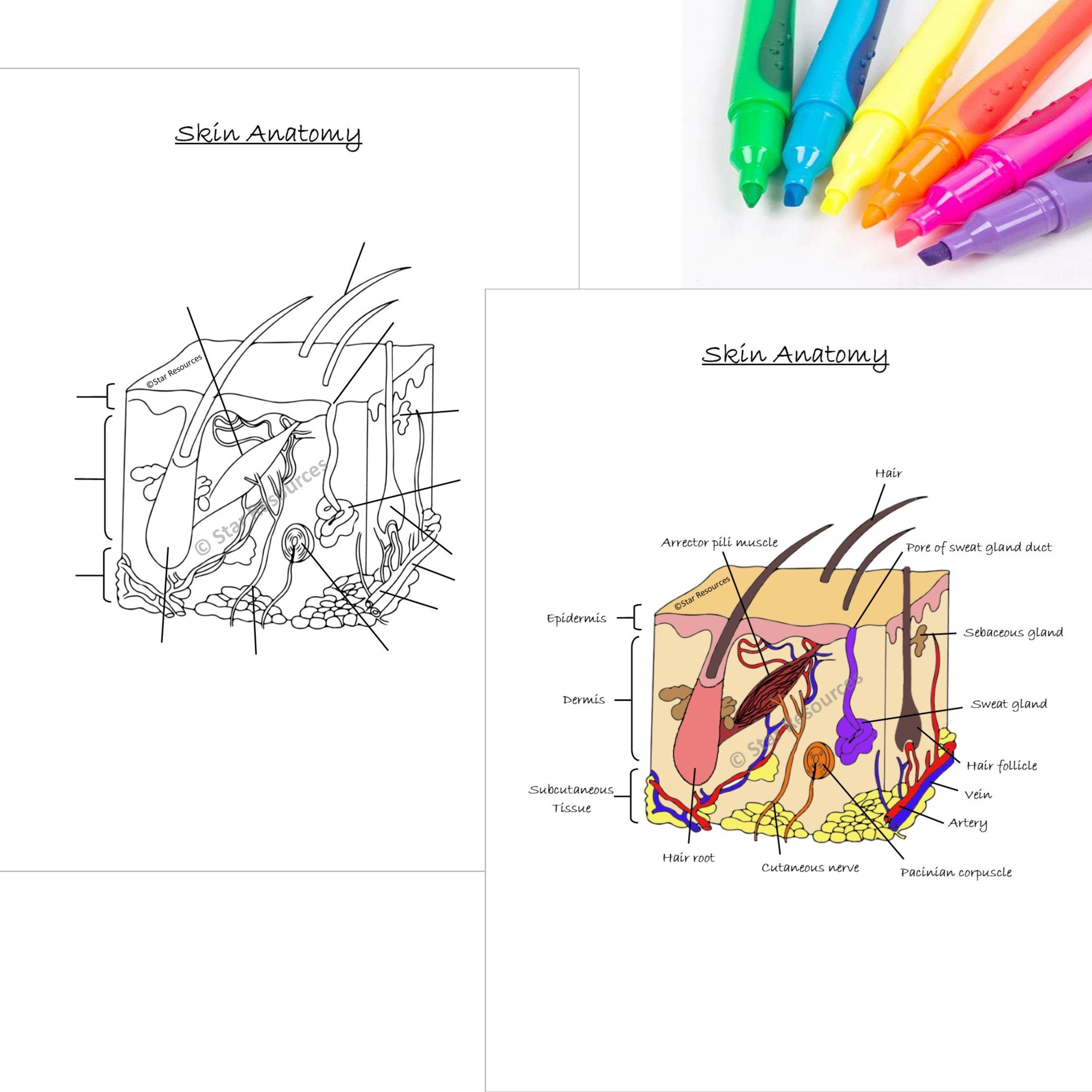 Human anatomy colouring page anatomy of human skin pdf instant download