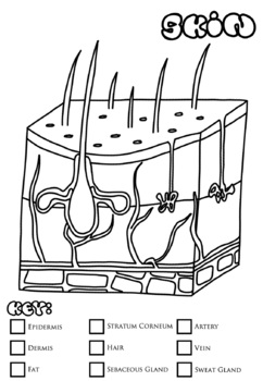 Skin anatomy colouring in page from colour me science human anatomy