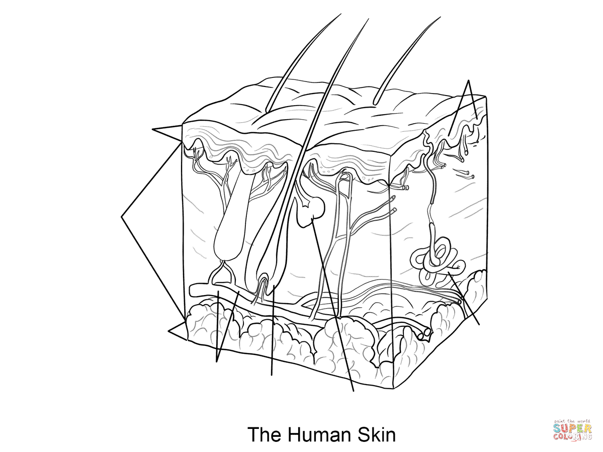 Human skin coloring page free printable coloring pages
