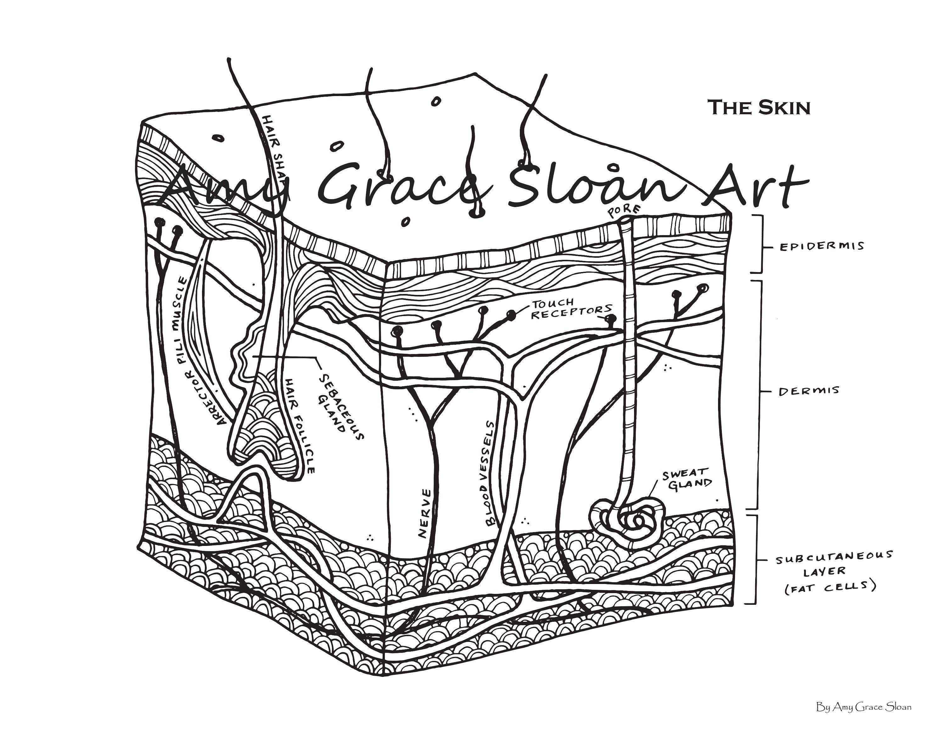 Human anatomy coloring pages download now