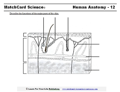 Skin worksheets