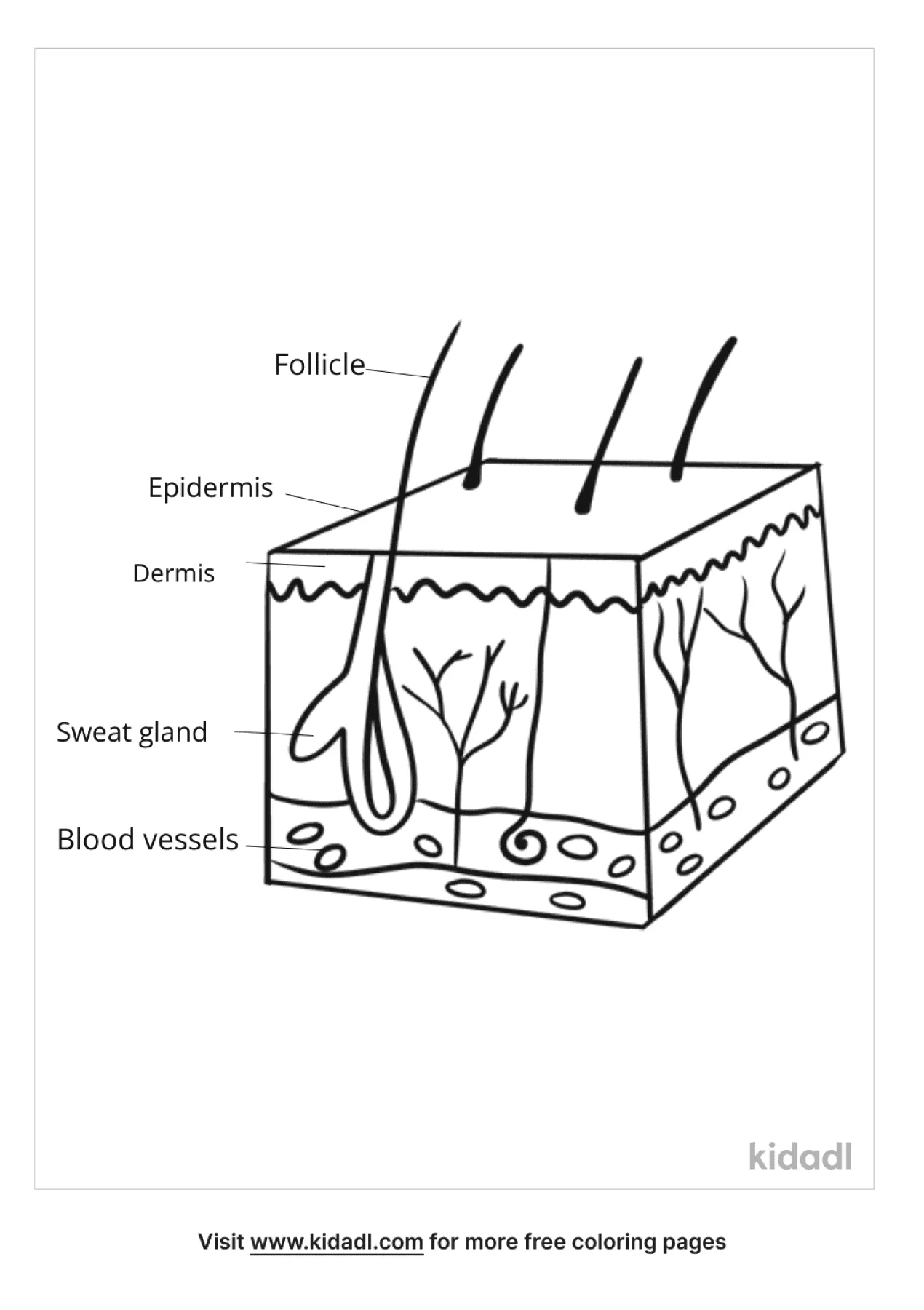 Free layer of the skin coloring page coloring page printables