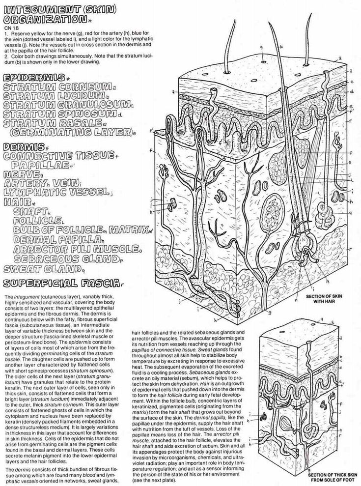 Daycoloring anatomy coloring book color worksheets worksheets