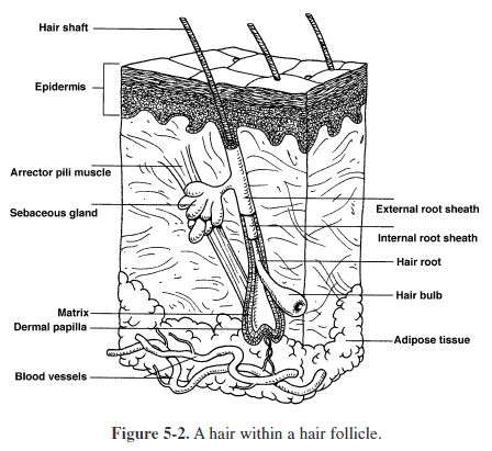 Integumentary system diagram worksheet sketch coloring page integumentary system worksheets skin structure