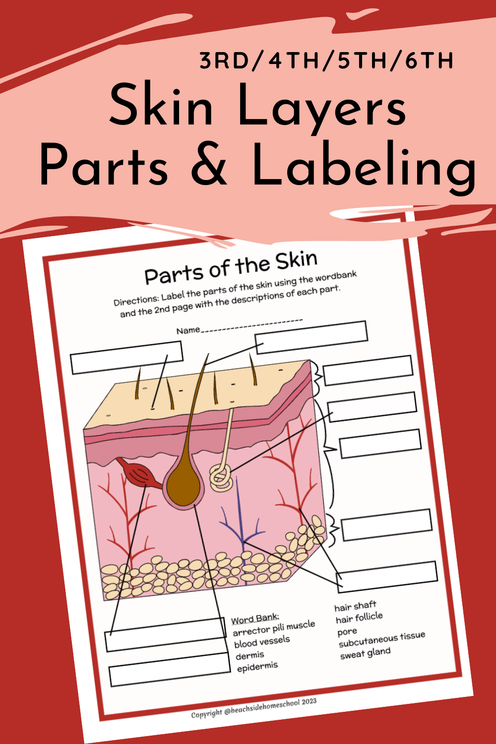 Skin layers parts labeling diagram