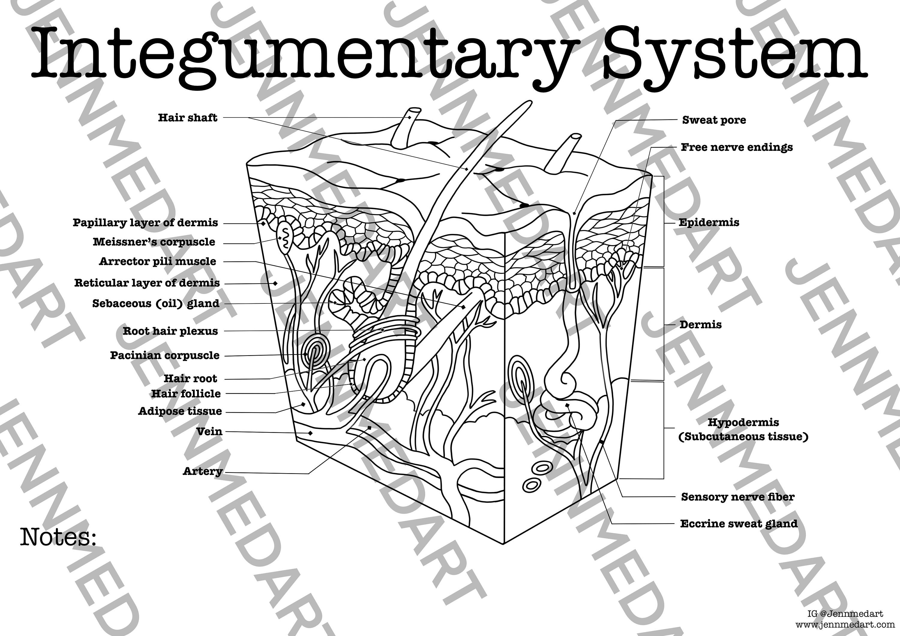 Integumentary anatomy coloring page