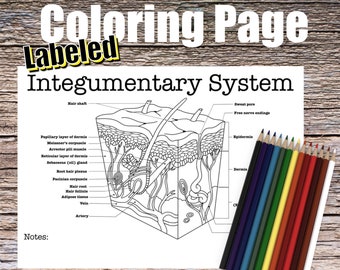 Integumentary anatomy coloring page labeled digital download skin anatomy diagram anatomy worksheet med student study guide anatomy art