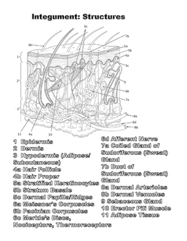 Human body the coloring book