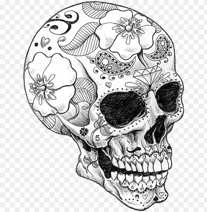 Adult coloring pages skull png transparent with clear background id