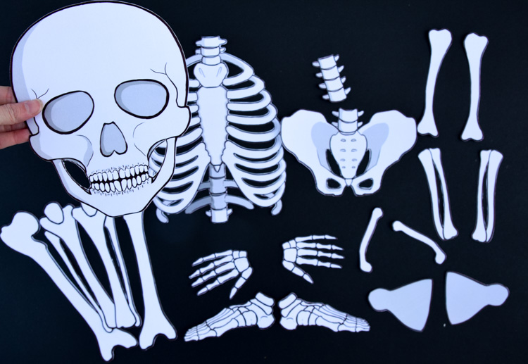 Skeleton printables for kids learning and decorating printables